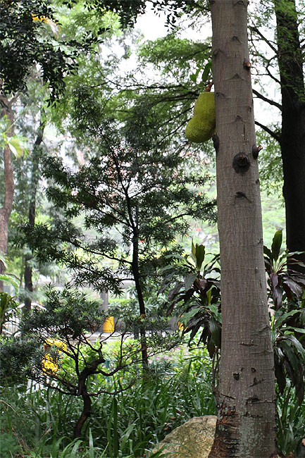 Гонконг, Централ и Адмиралти, Сад Чатера (Hong Kong, Central and Admiralty, Chater Garden)