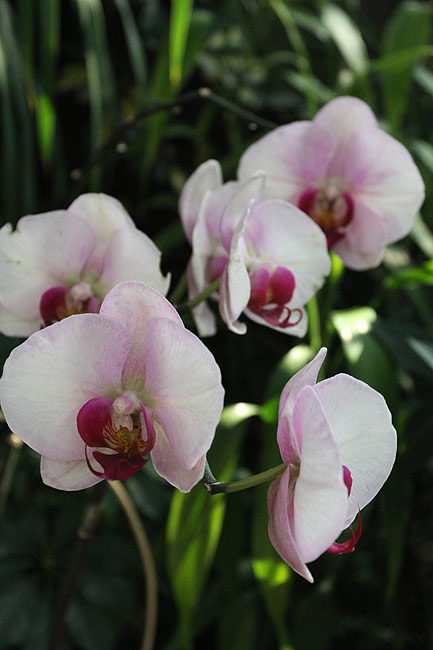 Гонконг, Централ и Адмиралти, Оранжерея Форсгейта (Hong Kong, Central and Admiralty, Forsgate Conservatory)