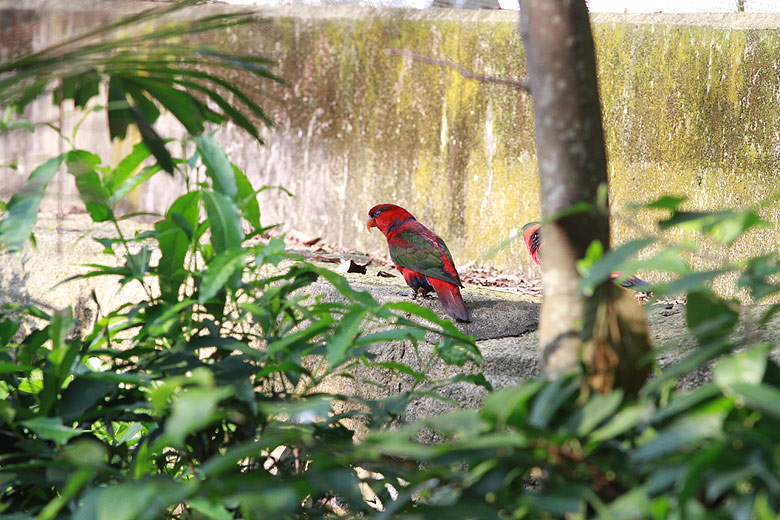 Гонконг, Централ и Адмиралти, Птичник Эдварда Юдэ (Hong Kong, Central and Admiralty, Edward Youde Aviary)
