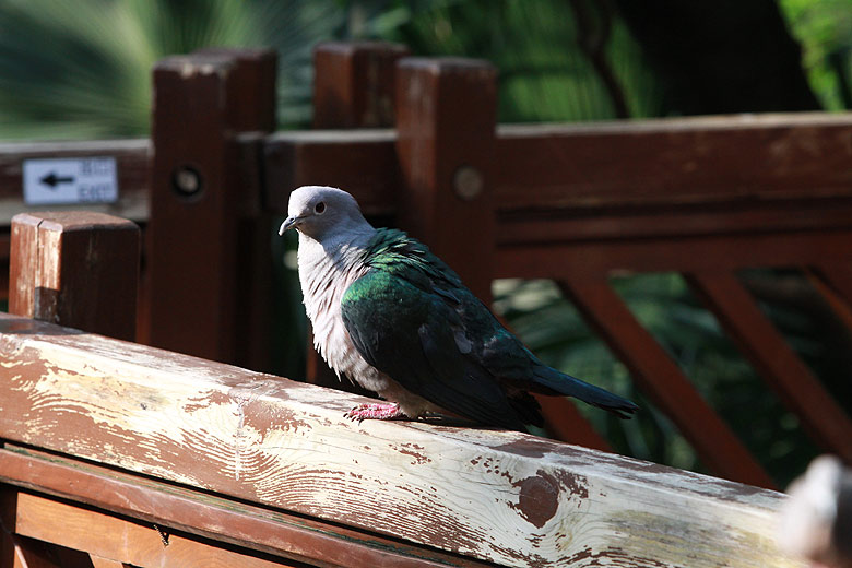 Гонконг, Централ и Адмиралти, Птичник Эдварда Юдэ (Hong Kong, Central and Admiralty, Edward Youde Aviary)