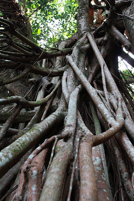Гонконг, Пик Виктория, Индийское каучуковое дерево (Hong Kong, Victoria Peak, India Rubber Tree)
