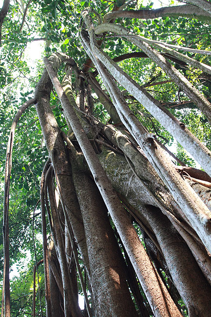 Гонконг, Пик Виктория, Индийское каучуковое дерево (Hong Kong, Victoria Peak, India Rubber Tree)
