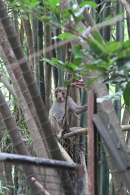 Гонконг, Шатинь, Местная обезьяна (Hong Kong, Shatin, A monkey in the forest)
