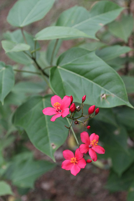 Гонконг, Шатинь, Парк Шатинь (Hong Kong, Shatin, Shatin Park)