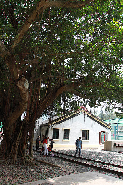 Гонконг, Тай По, Старый баньян (Hong Kong, Tai Po, Old Banyan)